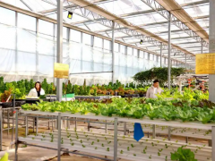 沧州运河区：智慧农业赋能乡村振兴