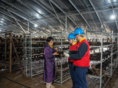 国网舟山供电公司：电力护航“小蘑菇” 服务赋能“大农业”