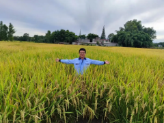 四川农业大学水稻研究所朱军团队助力“米城大米”产业高质量发展