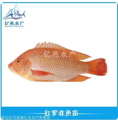 彩虹鲷红罗非鱼苗全国均可发货 陕西彩虹鲷红罗非鱼苗