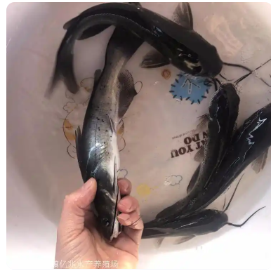 鱼苗鱼苗全国供应 昭平缩骨大头鱼苗 湾里胡子鲶鱼苗