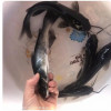 鱼苗鱼苗全国供应 昭平缩骨大头鱼苗 湾里胡子鲶鱼苗