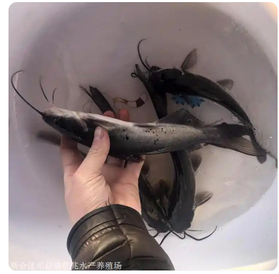 鱼苗鱼苗全国供应 昭平缩骨大头鱼苗 湾里胡子鲶鱼苗