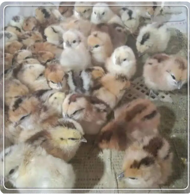 鸡苗 红玉鸡苗养殖 广州哪里有鸡苗孵化场供应芦花鸡苗