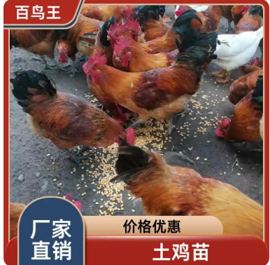 脱温土鸡苗 支持技术指导 农村养殖大红公鸡