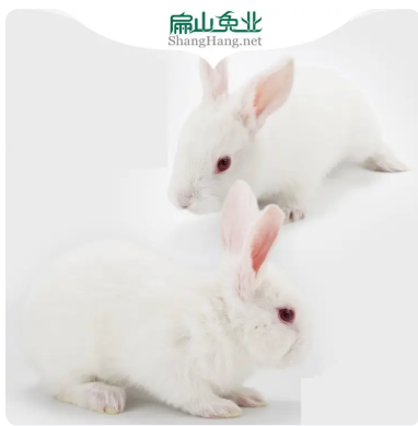 农村散养野兔养殖场 肉兔子种兔基地 草兔苗4-10两/只