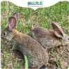 农村散养野兔养殖场 肉兔子种兔基地 草兔苗4-10两/只