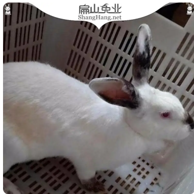 纯正一元伊拉兔 新西兰种兔子养殖基地一对 2-8斤左右