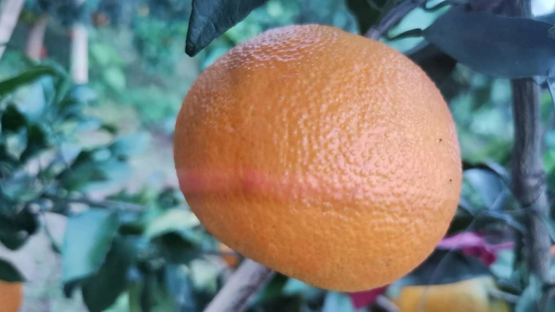 耙耙柑，不知火，春见丑柑供应10斤装