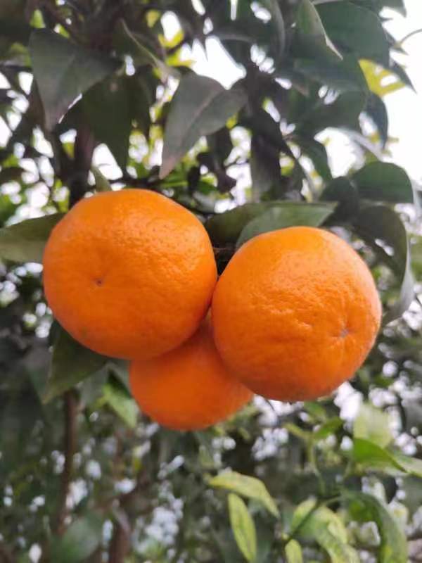 生态柑橘，大雅，不知火，耙耙柑，零售批发