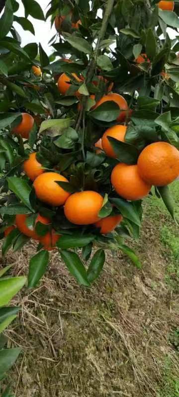 公司大量出售爱媛耙耙柑等水果。