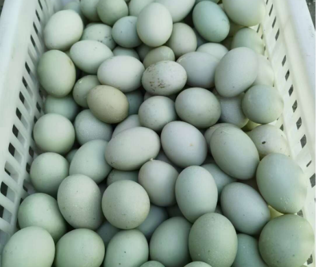 散养鸡，绿壳鸡蛋，生态产品放心选购