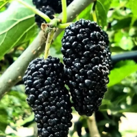 桑葚水果，新鲜水果，水果干，零售批发。5斤装