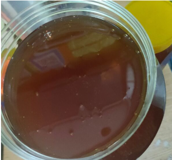 中华蜜蜂 平武县深山养殖百花蜜纯正天然结晶