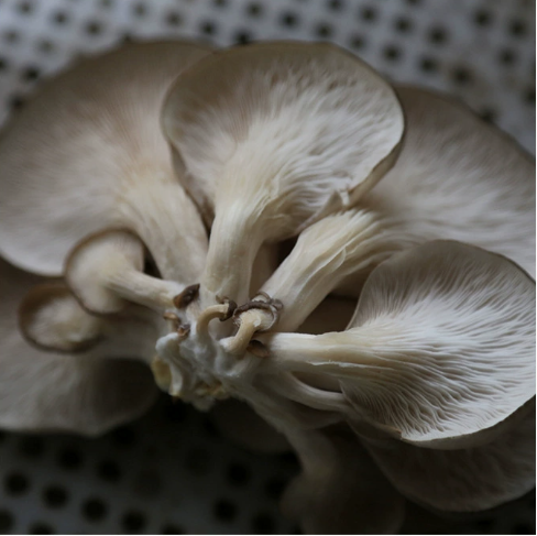 食用菌平菇菌包6斤菌棒两头出平菇菌种基地